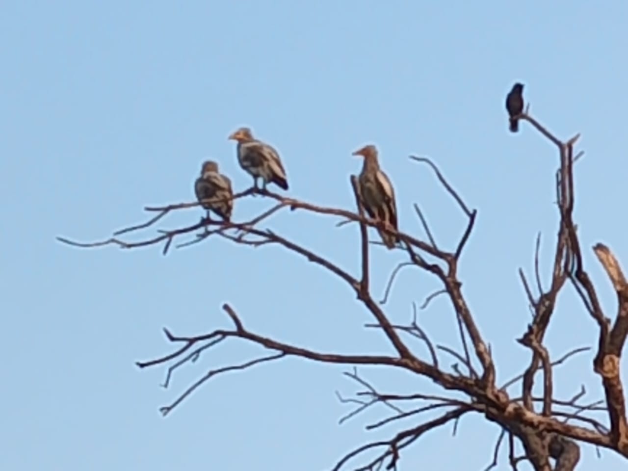 Morena endangered Vulture