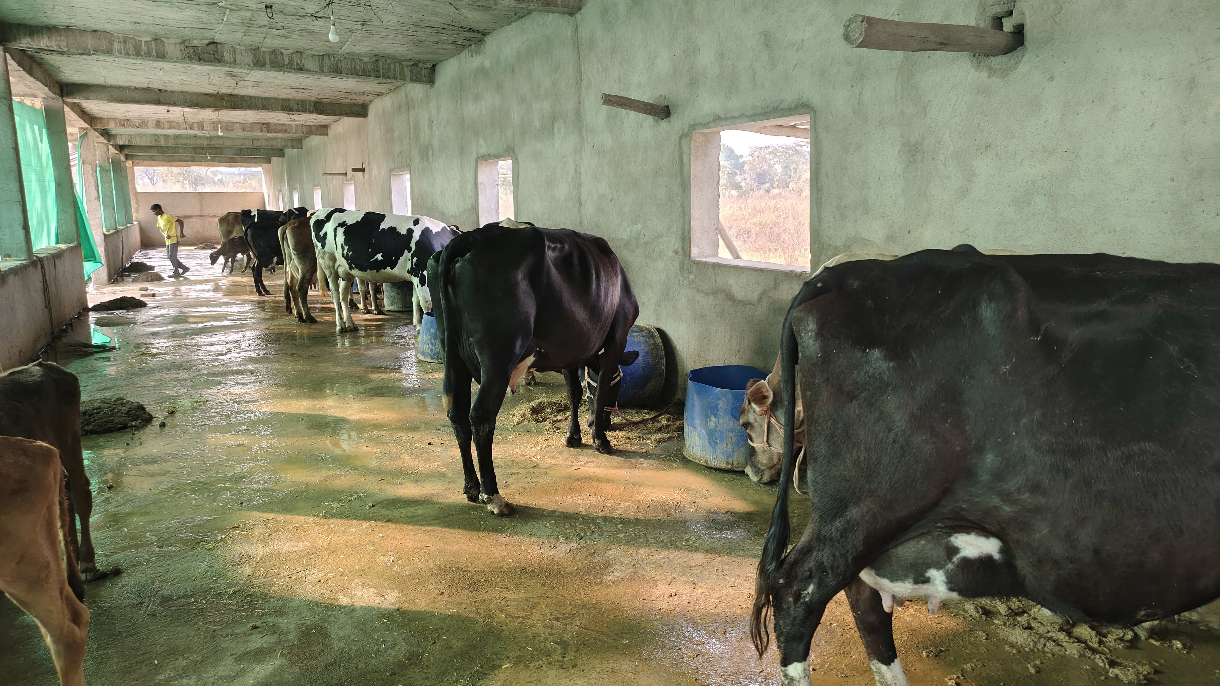 SHAHDOL 70 COWS DAIRY FARM
