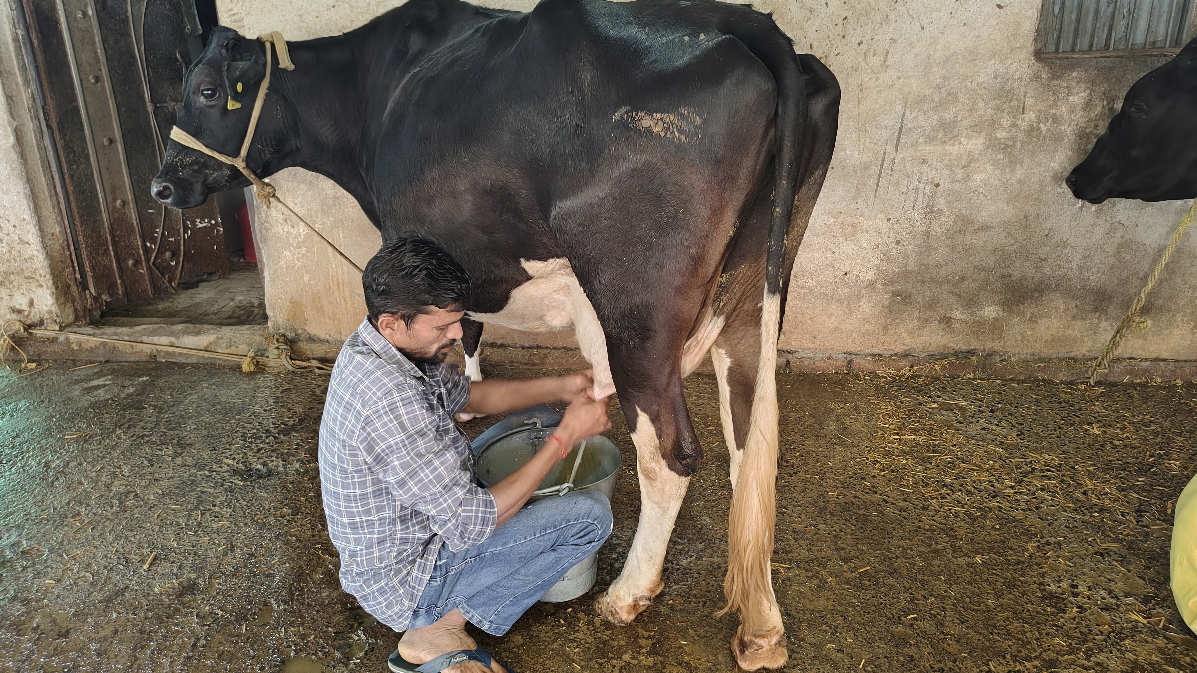 SHAHDOL STARTUP DAIRY FARM