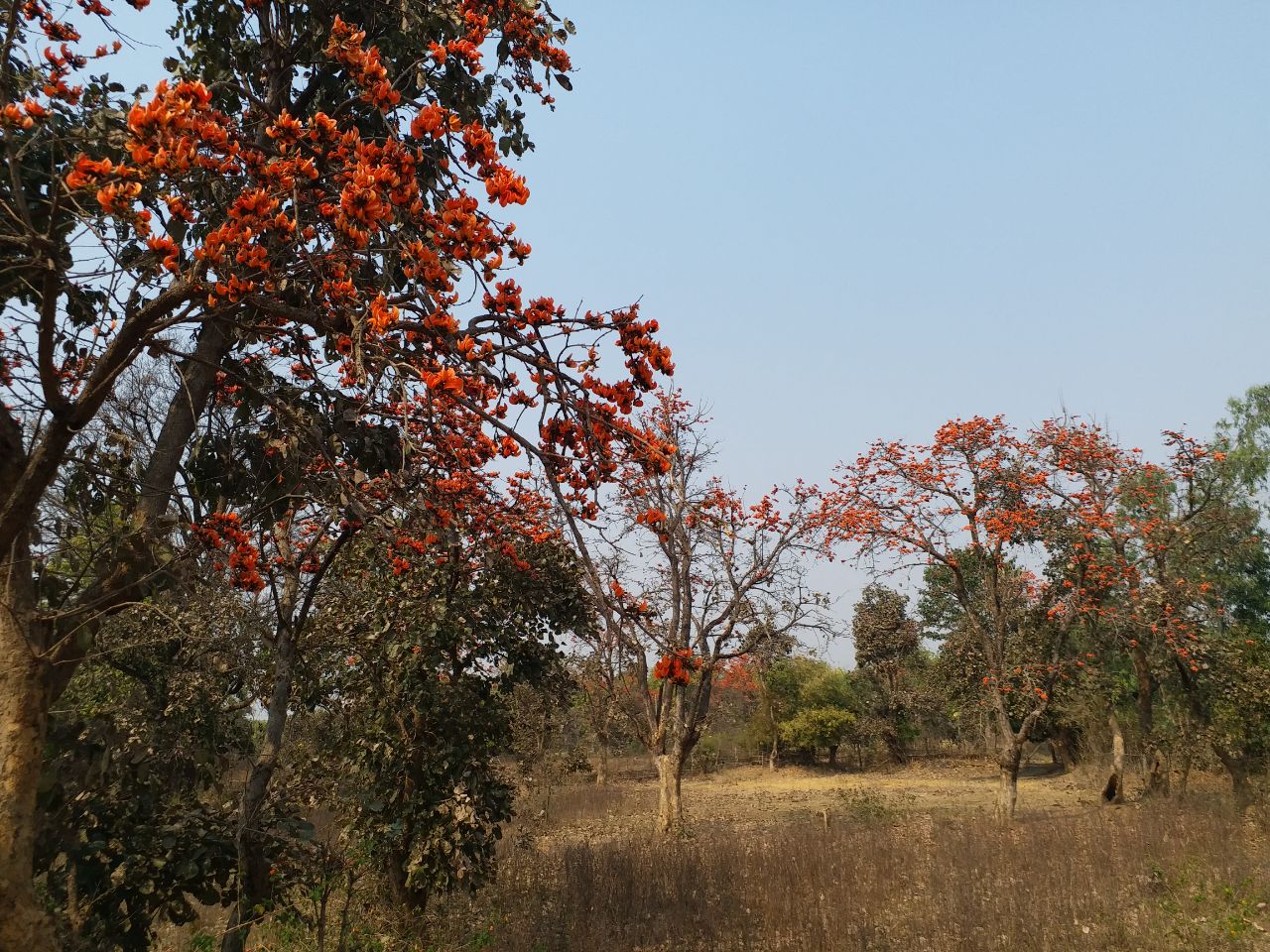 Palash Tree Ayurvedic Importance