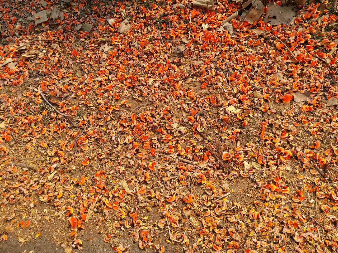 Palash Tree Flame of the Forest