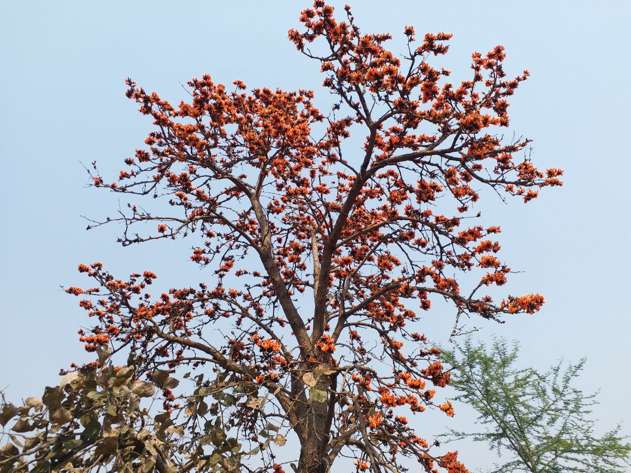 Palash Butea monosperma