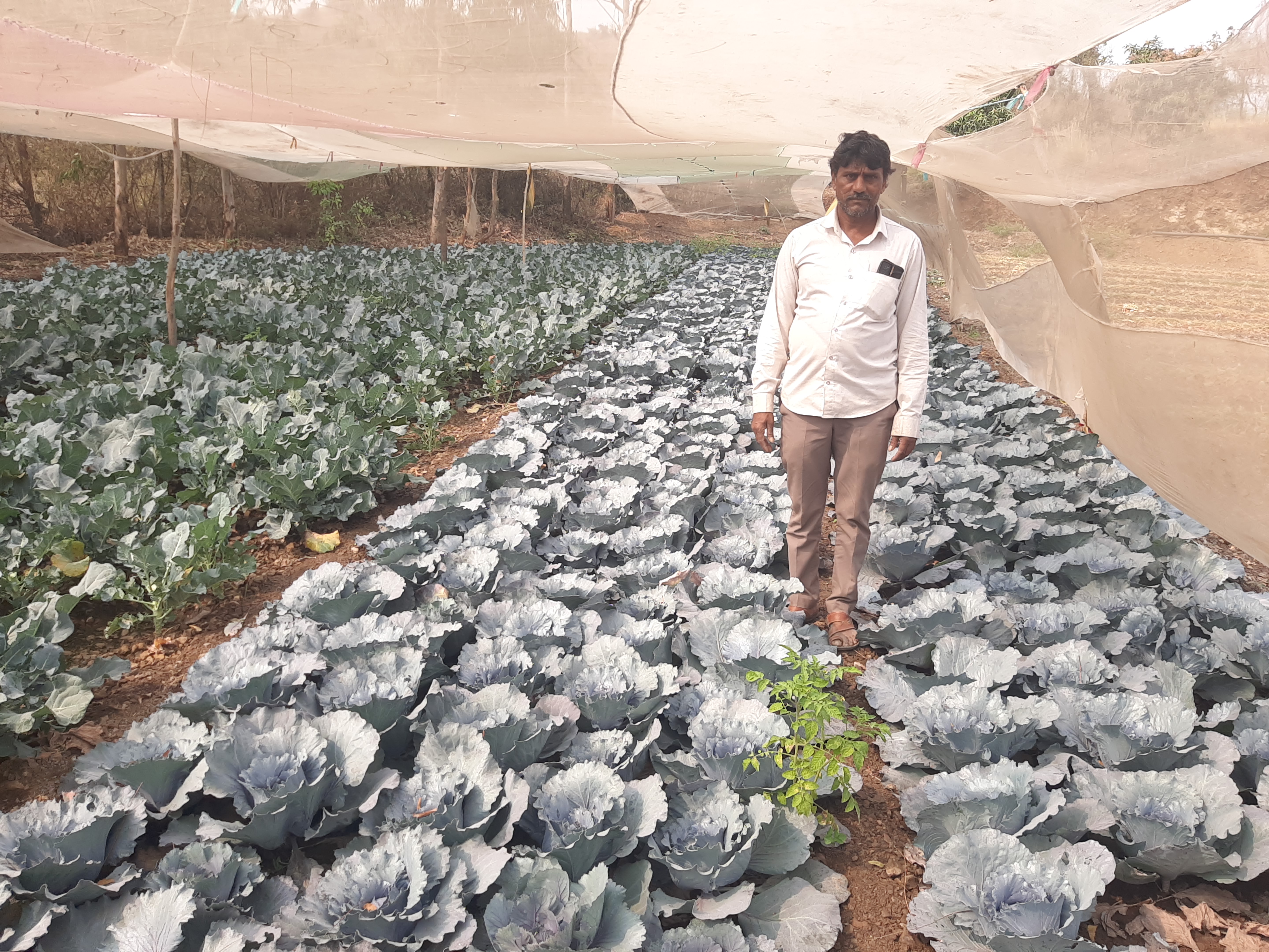 વર્ષોથી વિવિધ પ્રકારના શાકભાજી અને ફળોની કરતા આવ્યા છે ખેતી