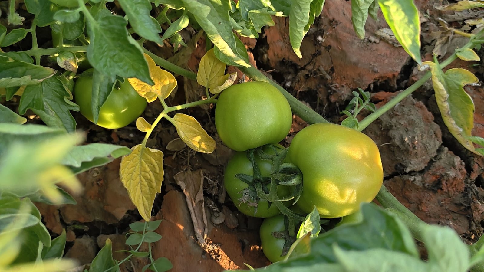 TOMATO VILLAGE OF GAYA