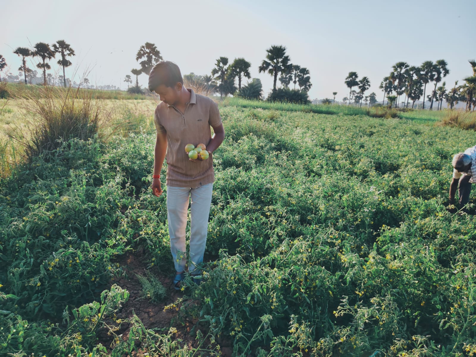 TOMATO VILLAGE OF GAYA