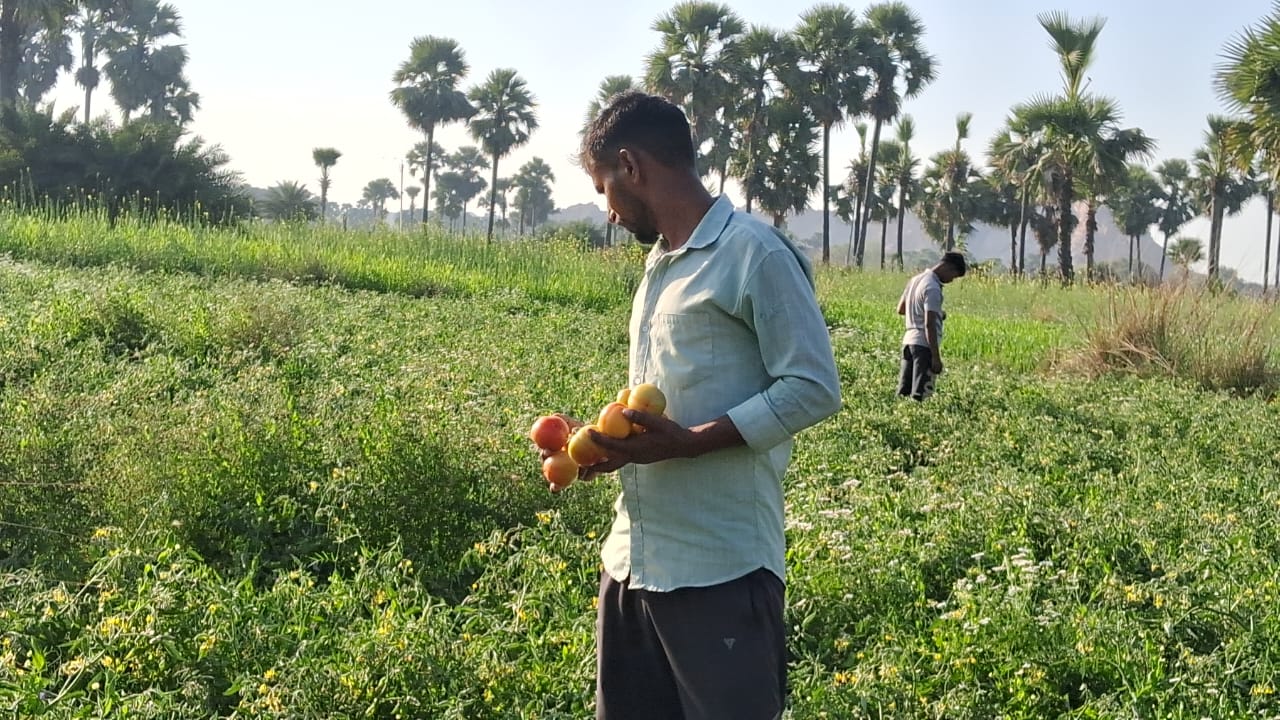 TOMATO VILLAGE OF GAYA