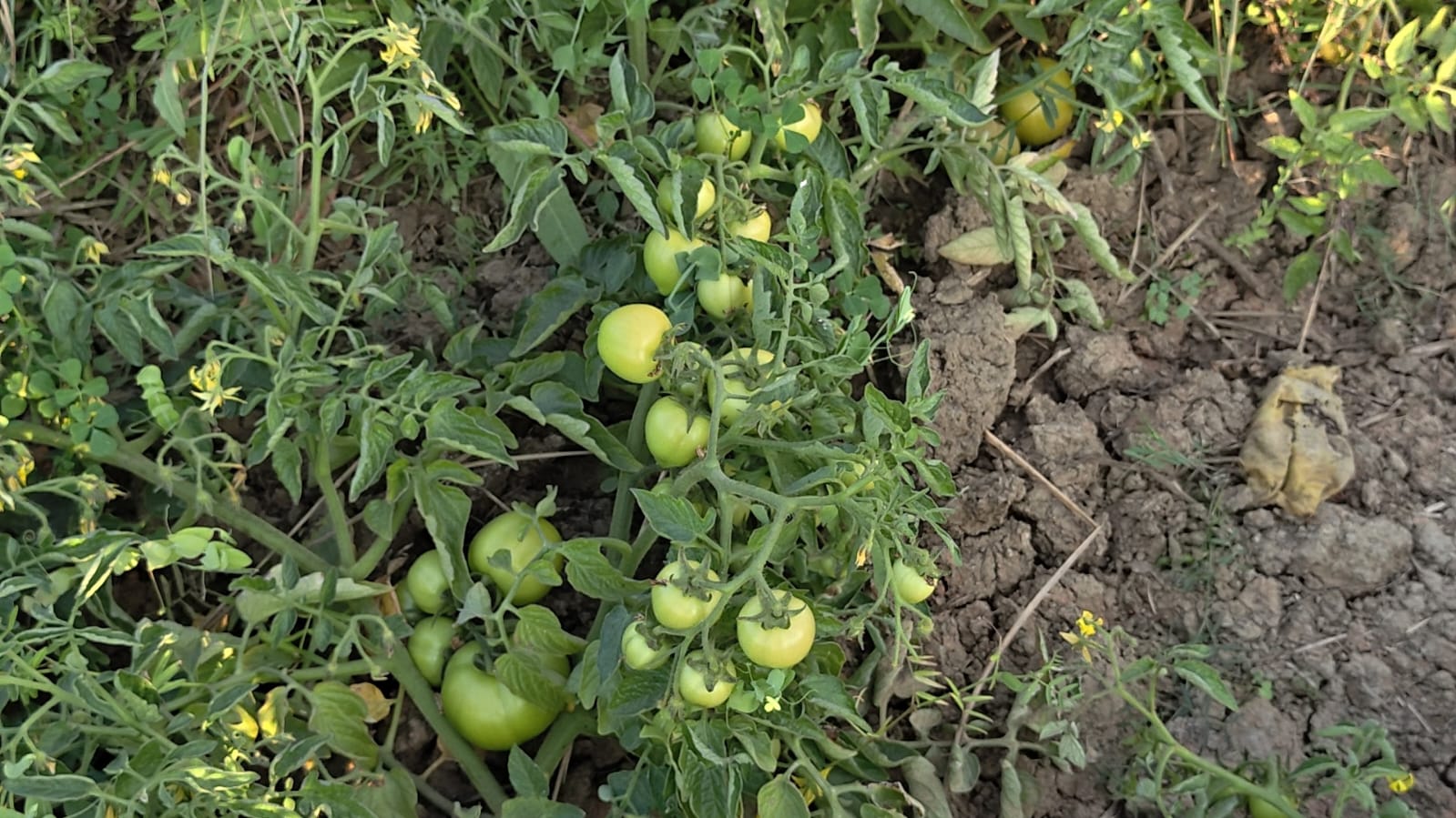 TOMATO VILLAGE OF GAYA