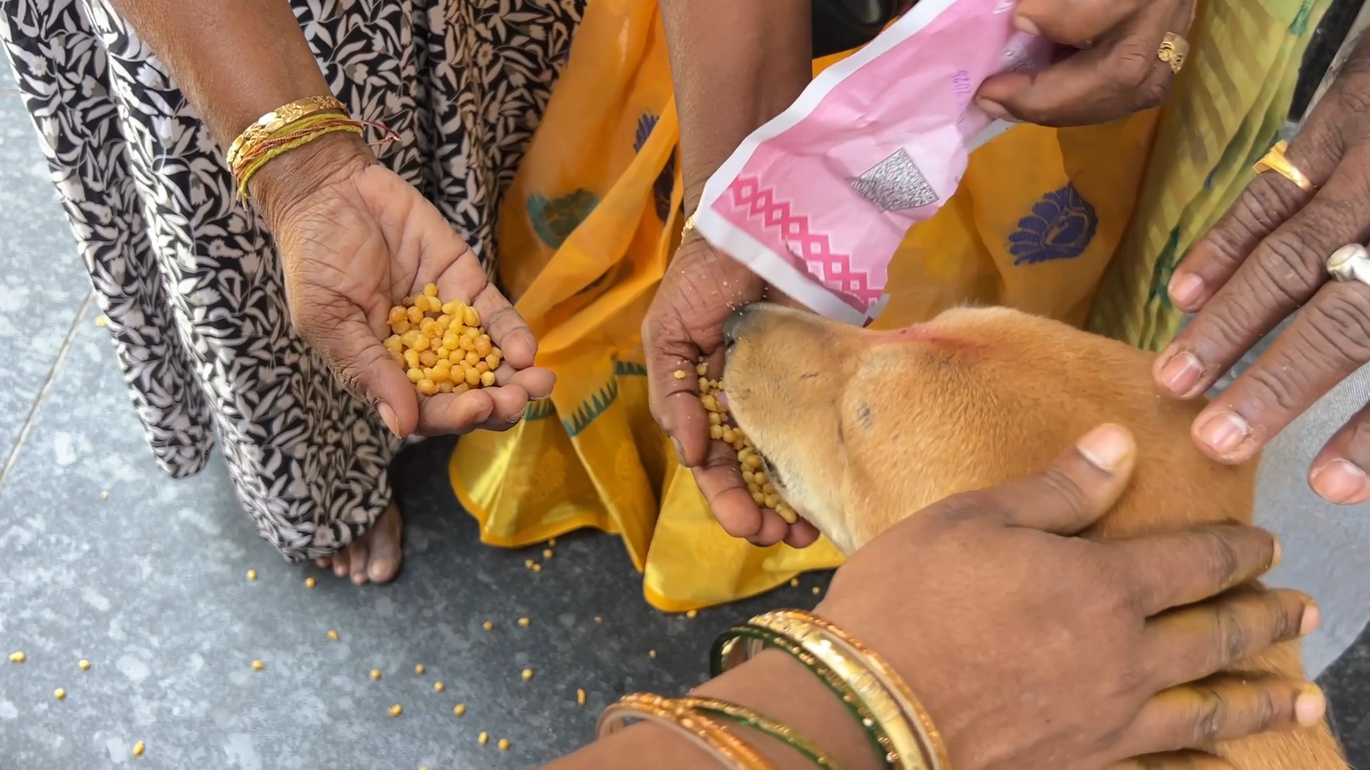 SHIRDI DOGS OBESE