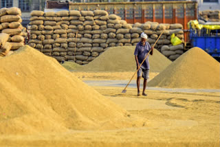 A worker cleans rice paddy at a grain market in Jalandhar.