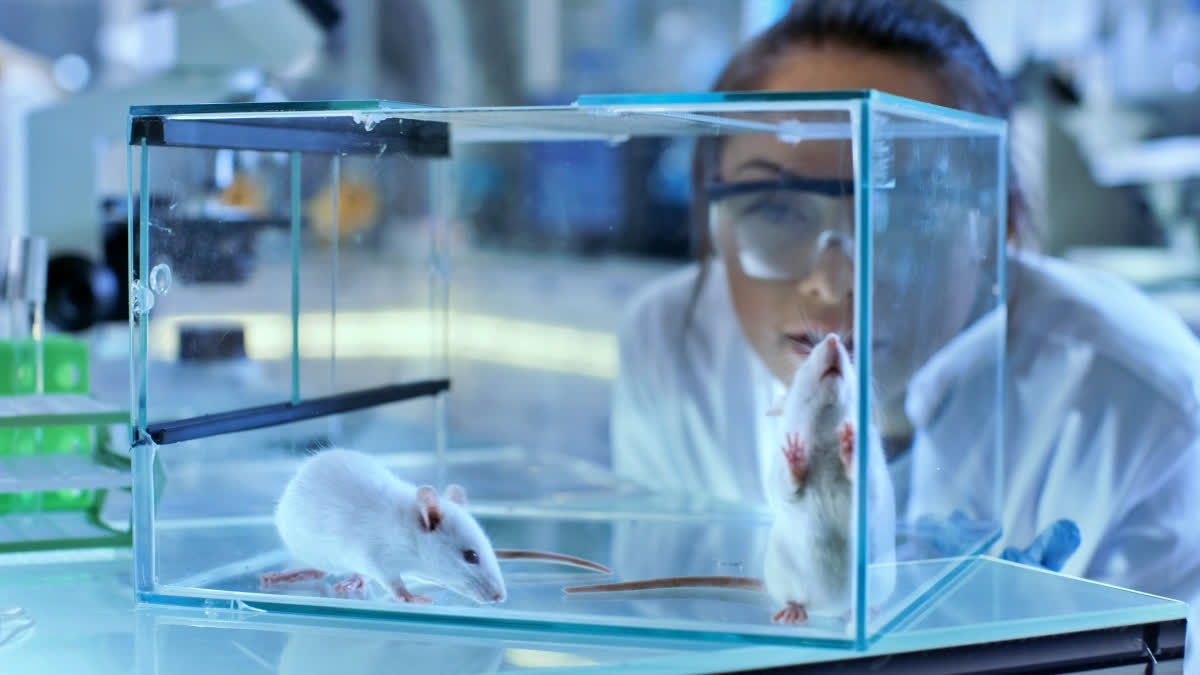Animals In Labs Millions of Animals Die Each Year in Labs, Learn About Organizations ...