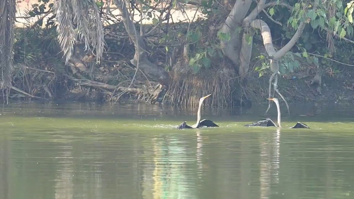 Wildlife Photographers' Delight: Why The Darter Is Called The Snake Bird At Rajasthan's Keoladeo National Park