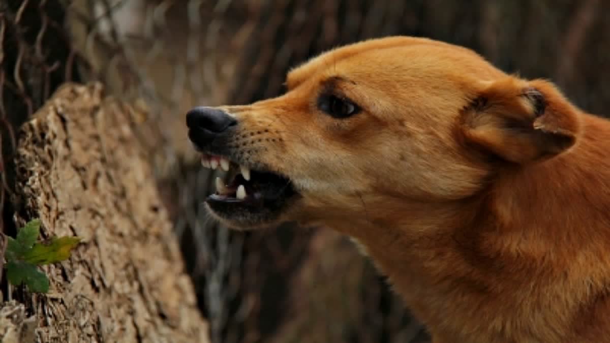 SATNA DOG TERROR