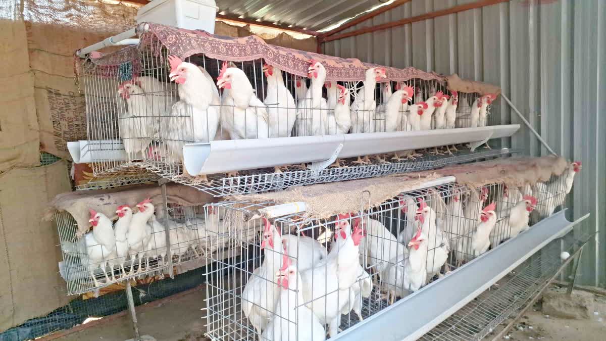 Hitech Poultry farming in Palamu