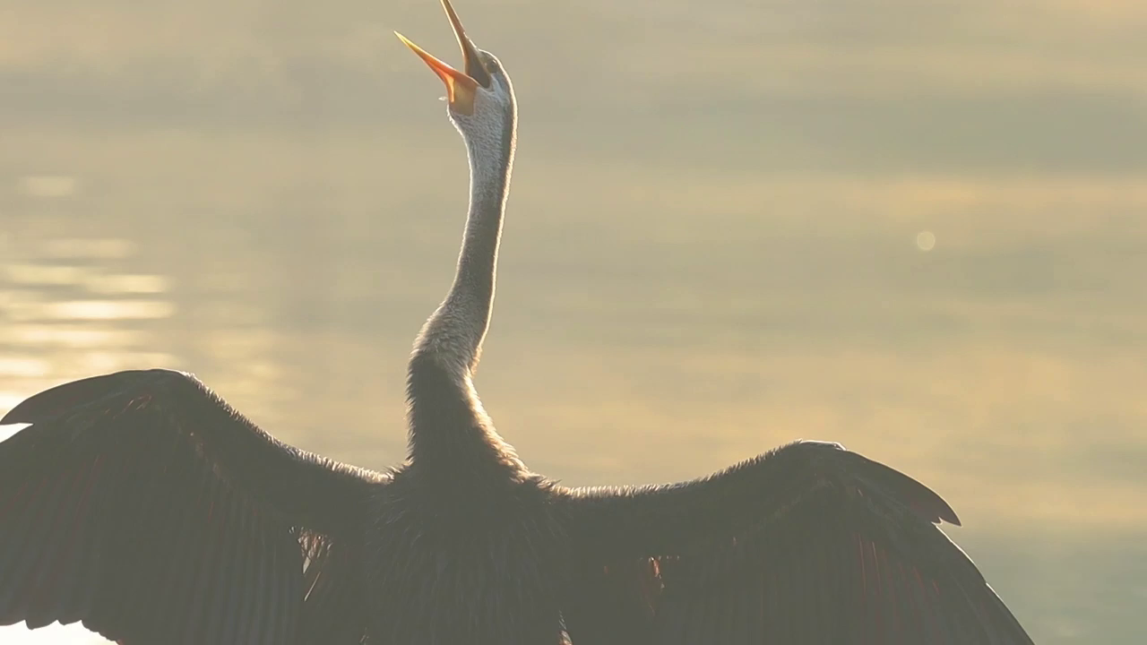 Wildlife Photographers' Delight: Why The Darter Is Called The Snake Bird At Rajasthan's Keoladeo National Park
