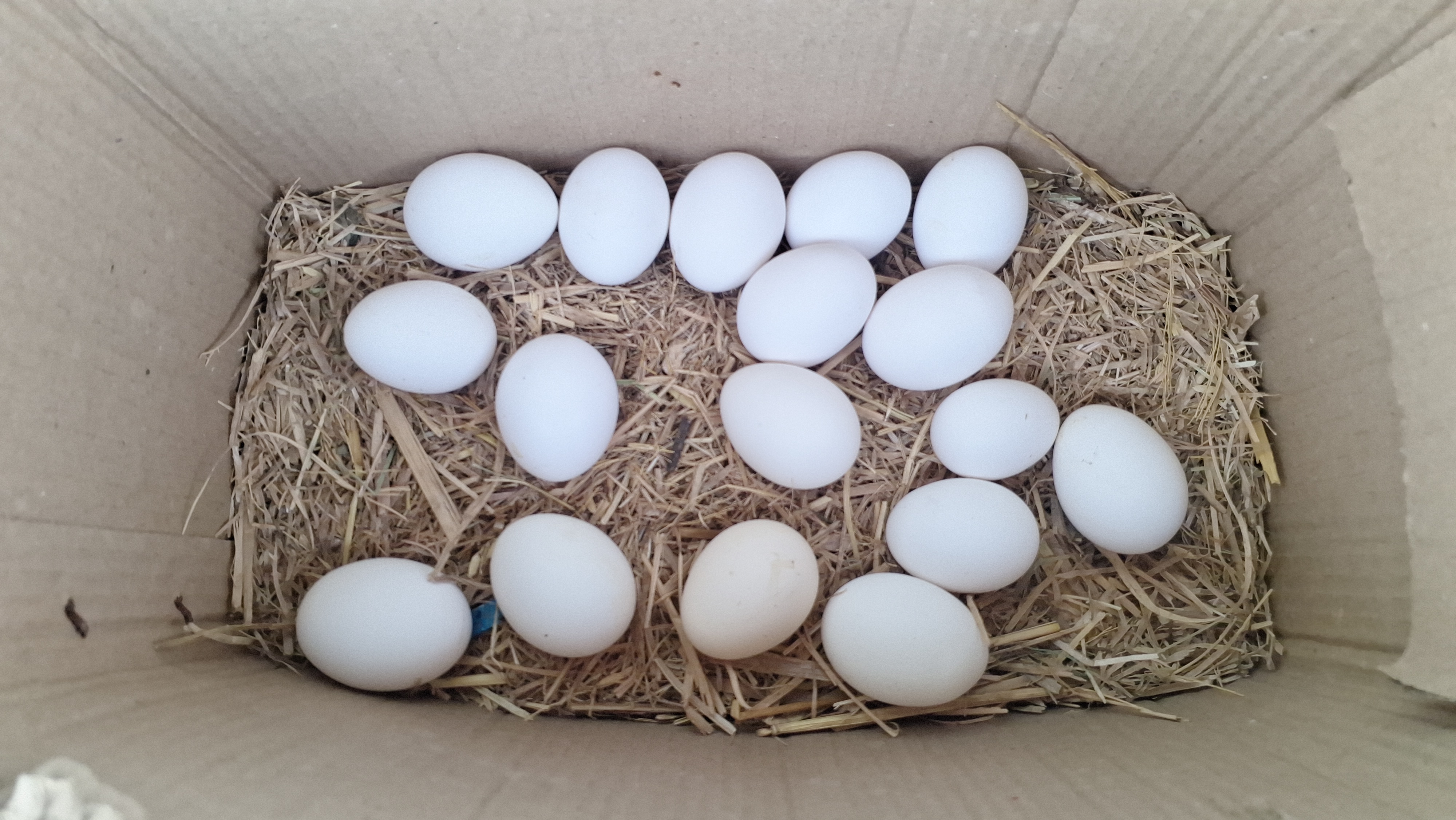 Hitech Poultry farming in Palamu