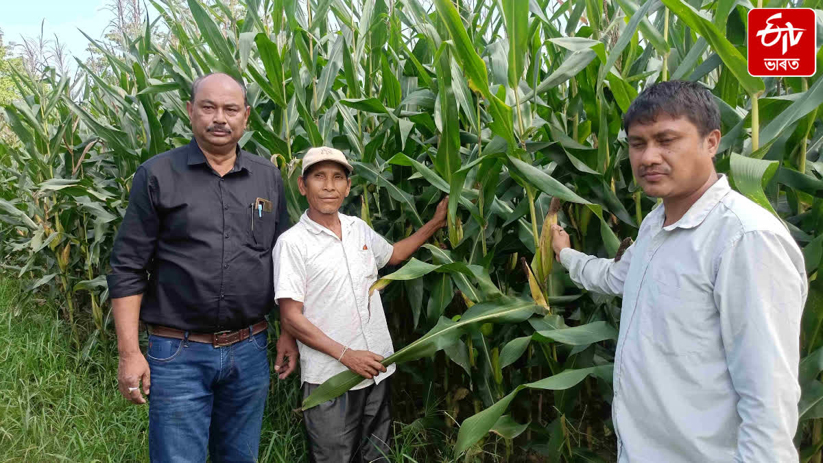 Farmers of Demaji benefiting from corn farming