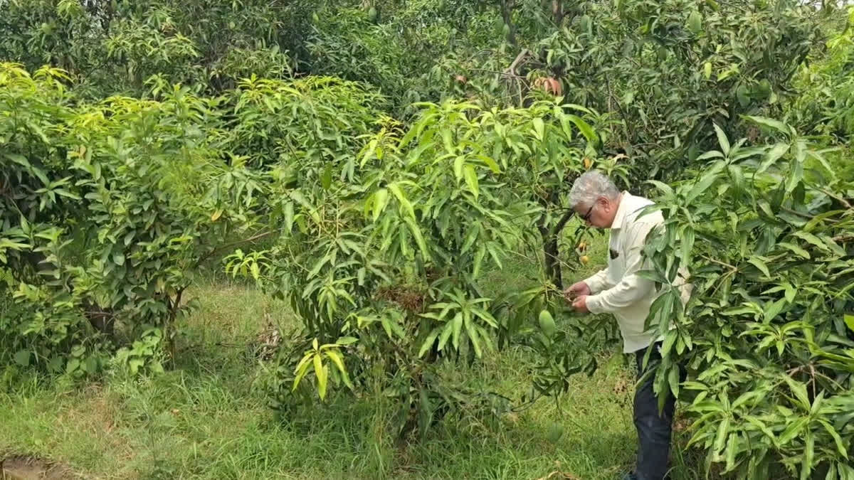 Ramnagar Mango Grower Increases Yield Three Times Through High Density Plantation Technique