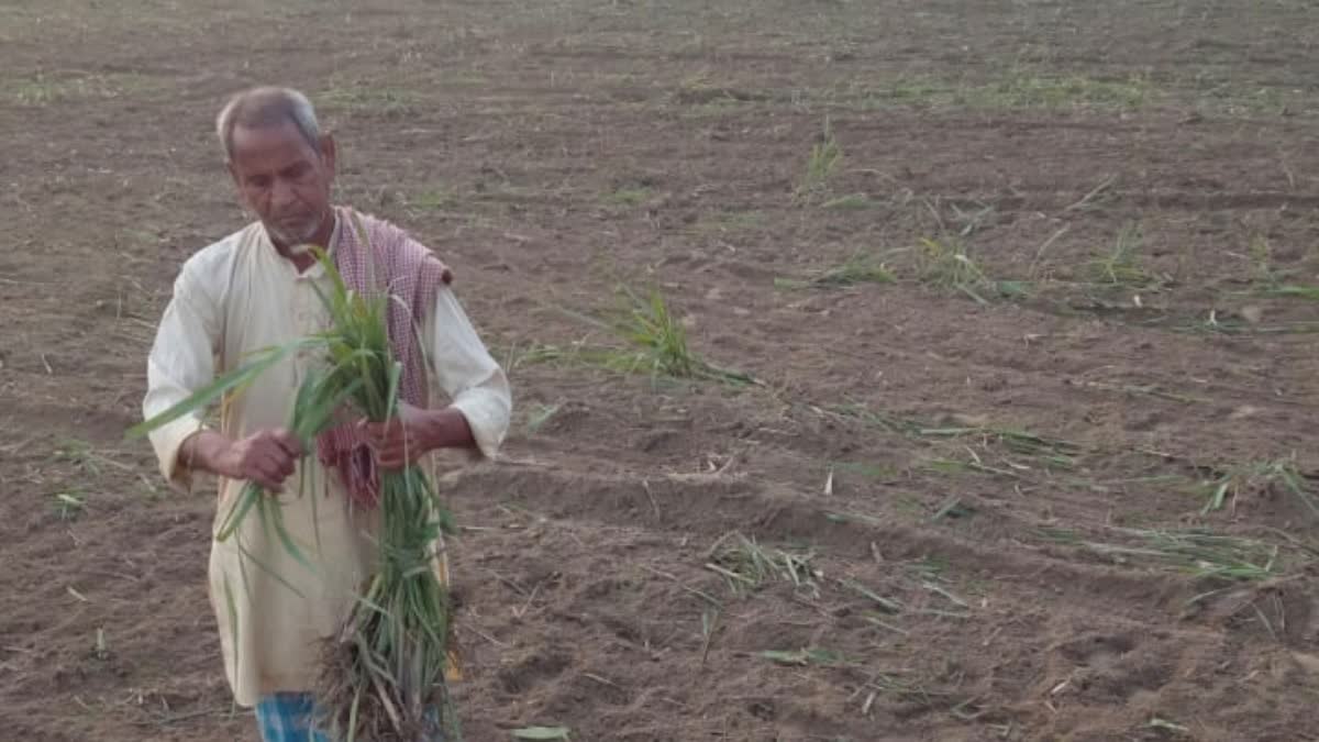 LAND MAFIA IN BAGAHA