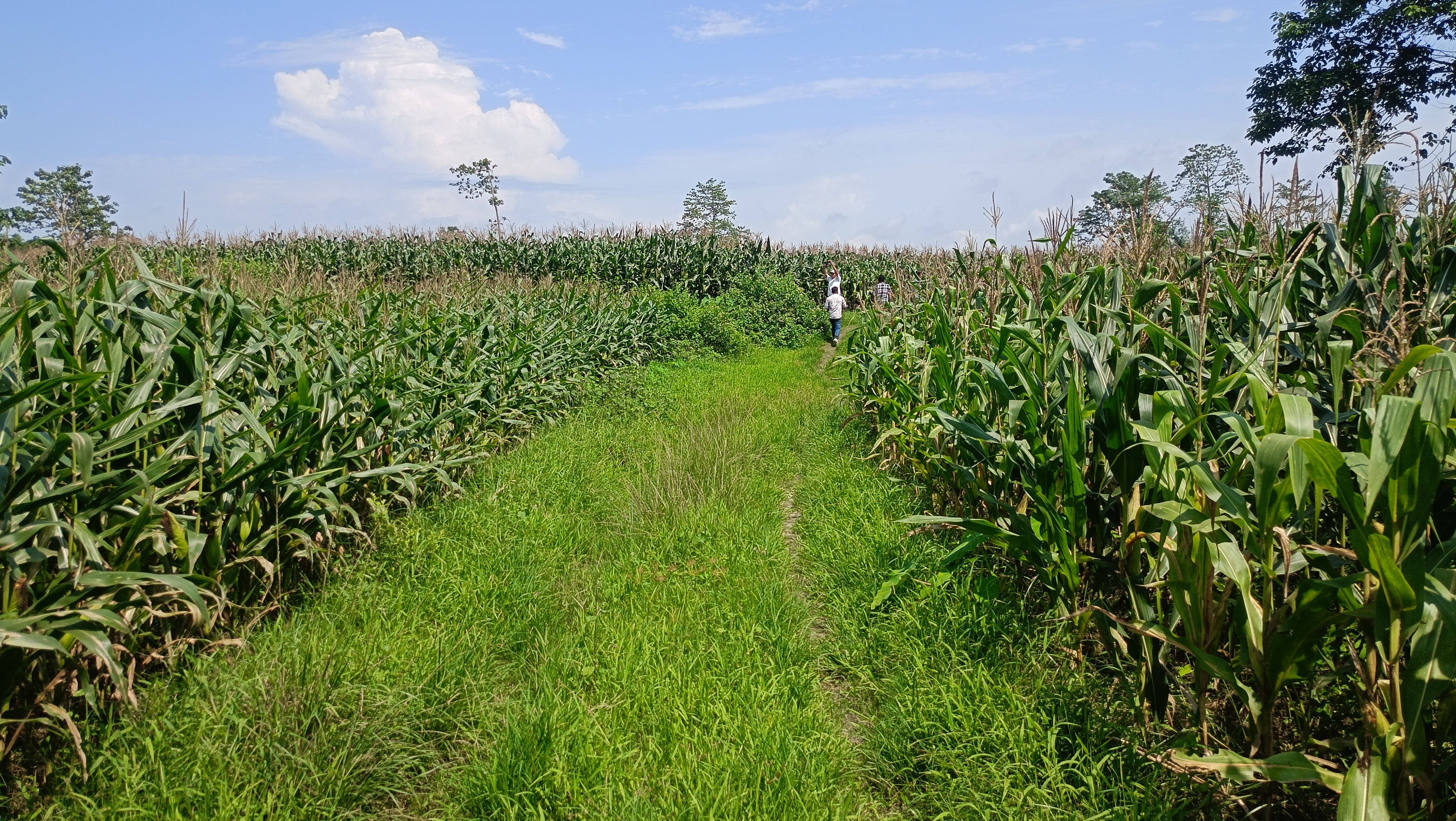 Farmers of Demaji benefiting from corn farming