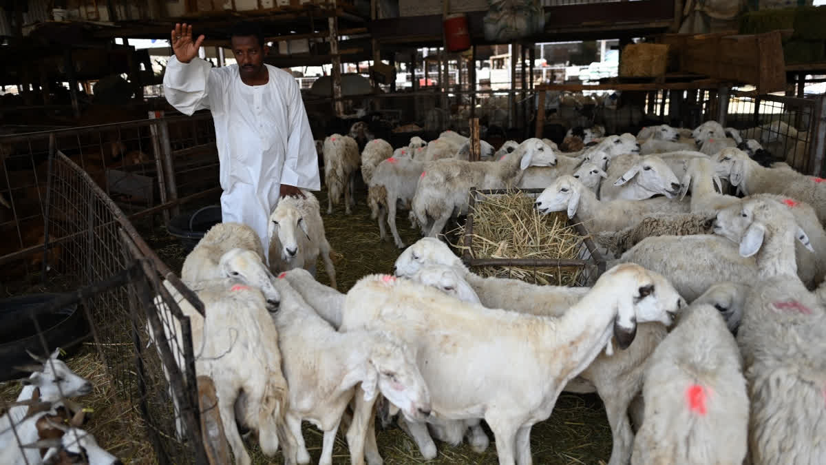 Why Cow Slaughter Has Been Banned In Saudi Arabia During Hajj