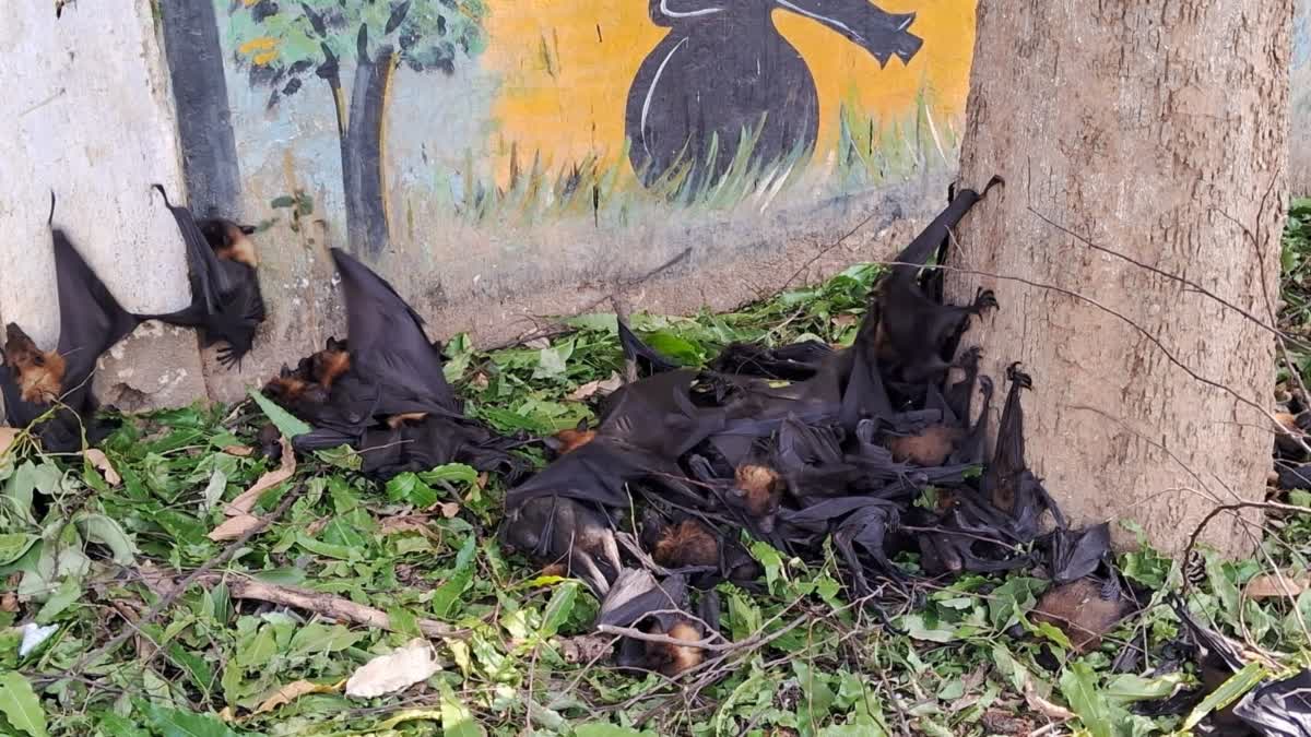 Bat deaths in Korba
