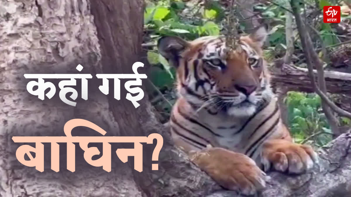Haridwar Tiger Hunting Case