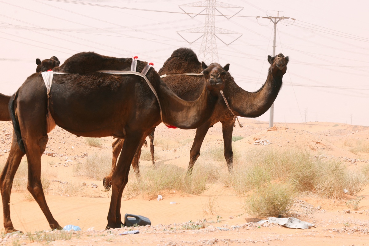 Why Cow Slaughter Has Been Banned In Saudi Arabia During Hajj