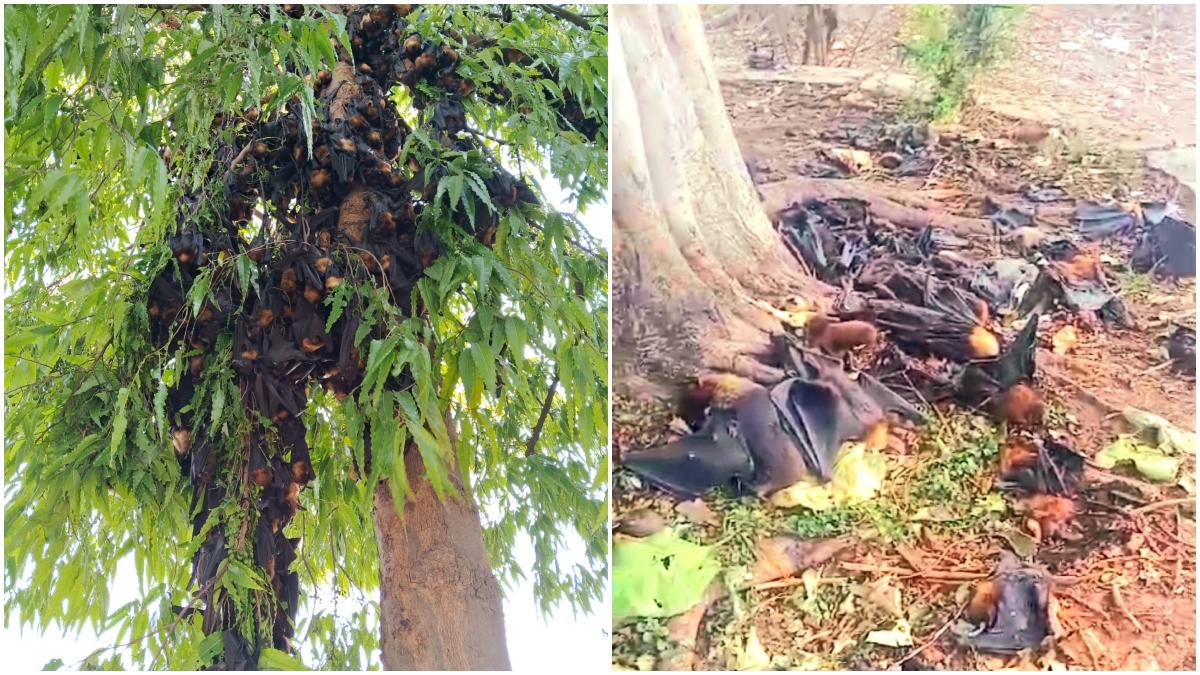 Bat deaths in Korba