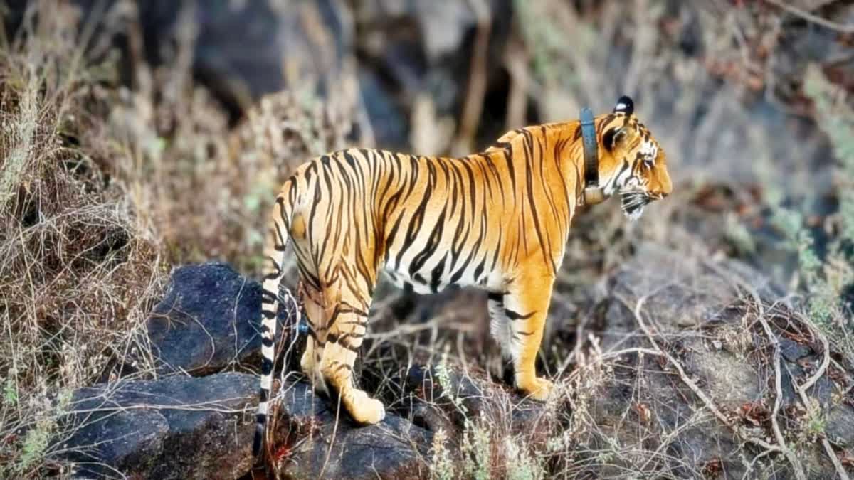Tiger Terror in Eluru District