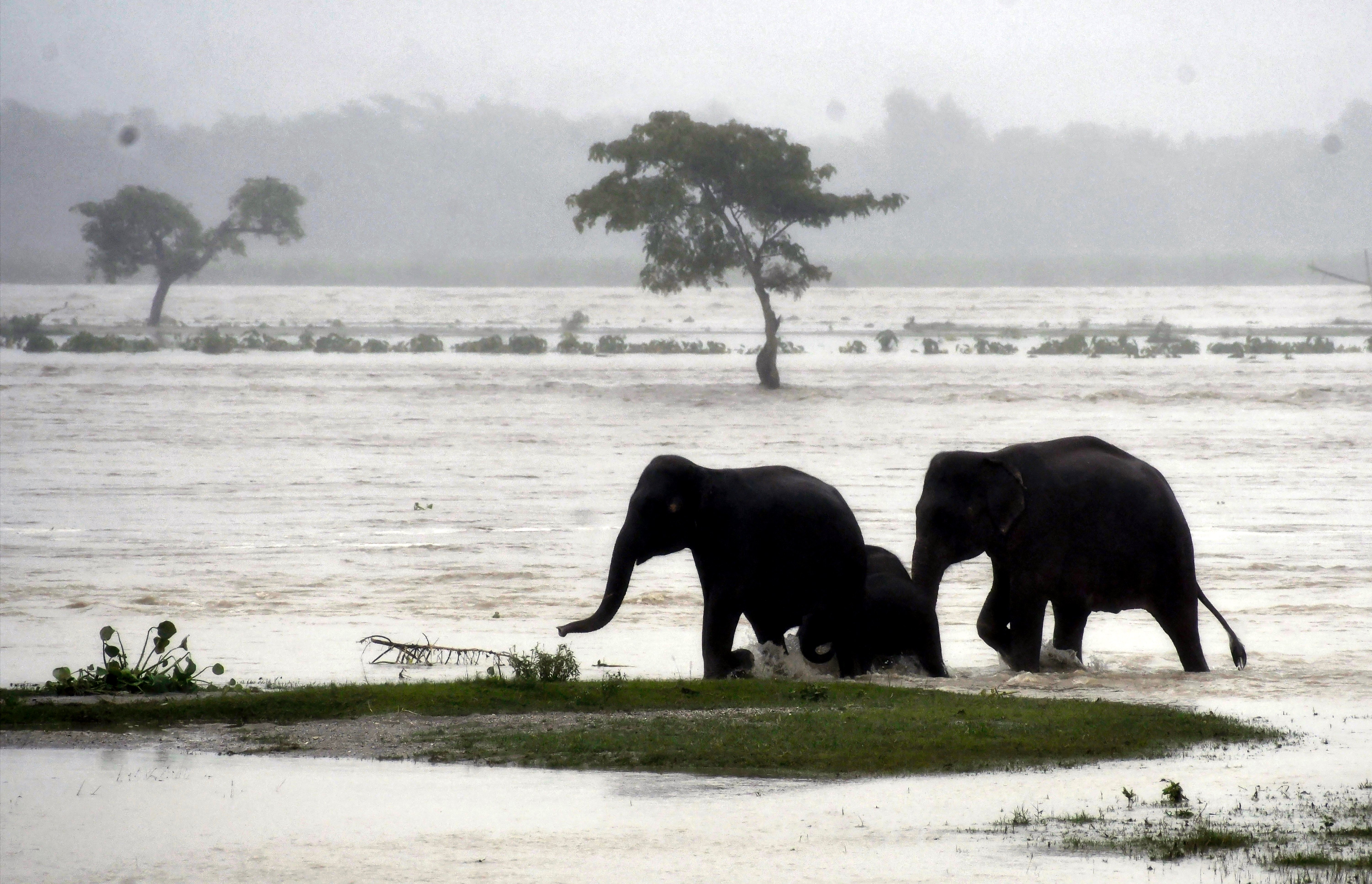 A herd of elephants crosses the swollen Jaldhaka River amid rising water levels in Jalpaiguri district of West Bengal.