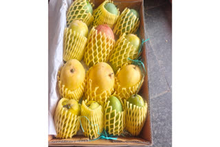 Weeks after Prime Minister Narendra Modi highlighted the significance of mangoes in his 'Mann ki Baat', BJP's in-charge of Foreign Affairs Dr Vijay Chauthaiwale took to his X handle and said his party's national president Nitin Nabin sent the best varieties of the fruit to 82 Head of Missions in New Delhi with a personal note.