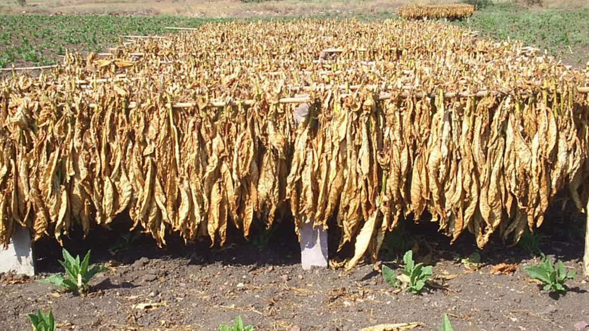 Auctioning Excess FCV Tobacco to Support Cyclone-Affected Farmers in Andhra  Pradesh