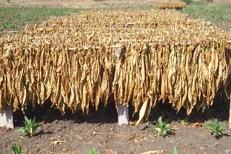 fcv tobacco Auctioning Excess FCV Tobacco to Support Cyclone-Affected Farmers in Andhra  Pradesh