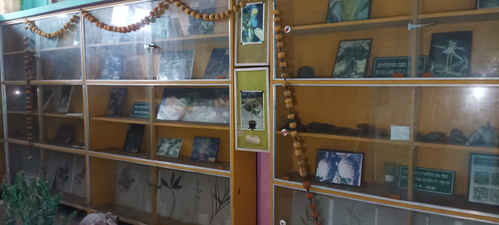 Gunaram Khanikar herbal Museum