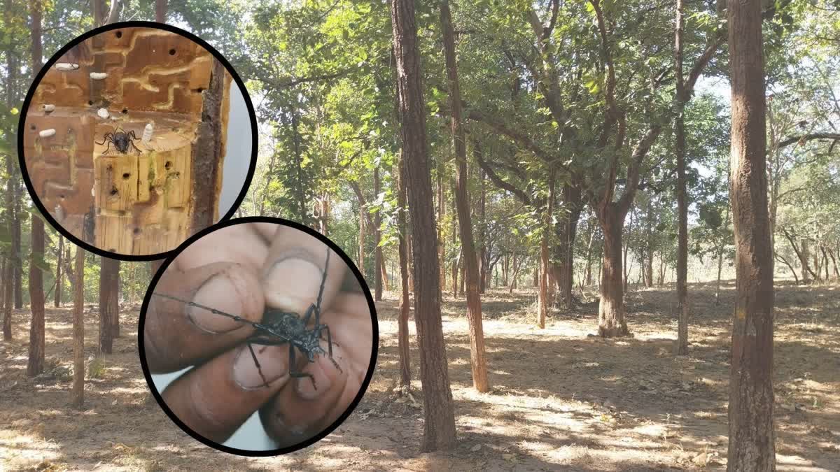 BORER INSECT SAL TREES