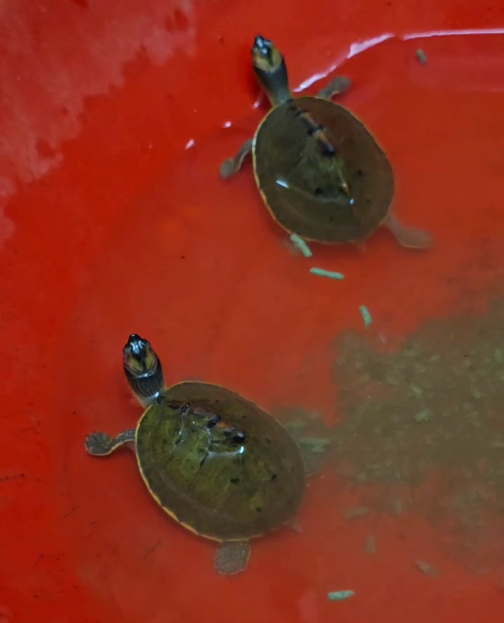 Indian Roofed Turtle