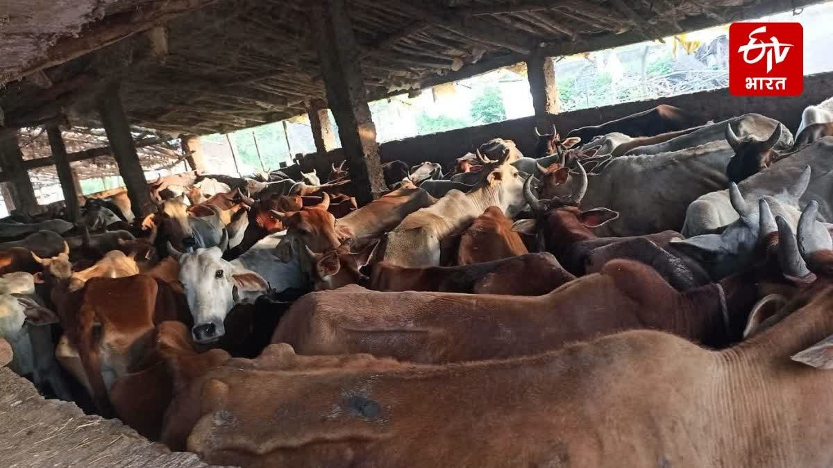 cattle died no arrangements