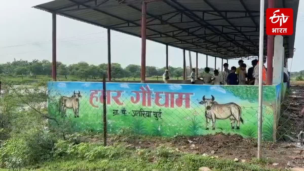 CATTLE DEATHS IN ATARIYA