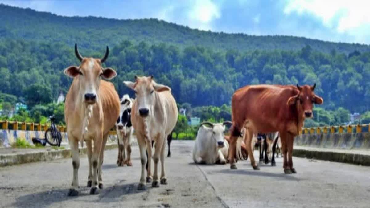HIMACHAL COW PROTECTION