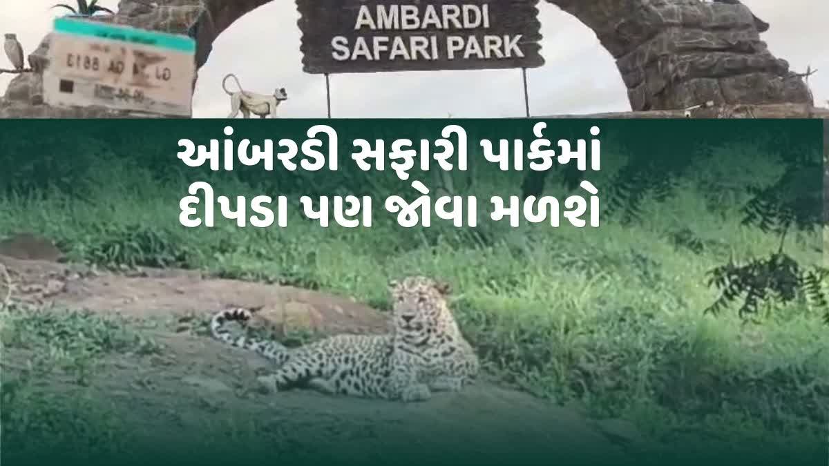 આંબરડી સફારી પાર્કમાં સિંહની સાથે પ્રવાસીઓને દીપડાના દર્શનનો પણ લહાવો મળશે