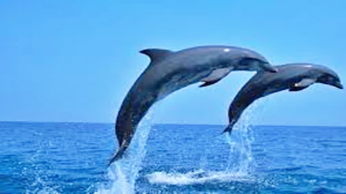 Gangetic dolphin poaching