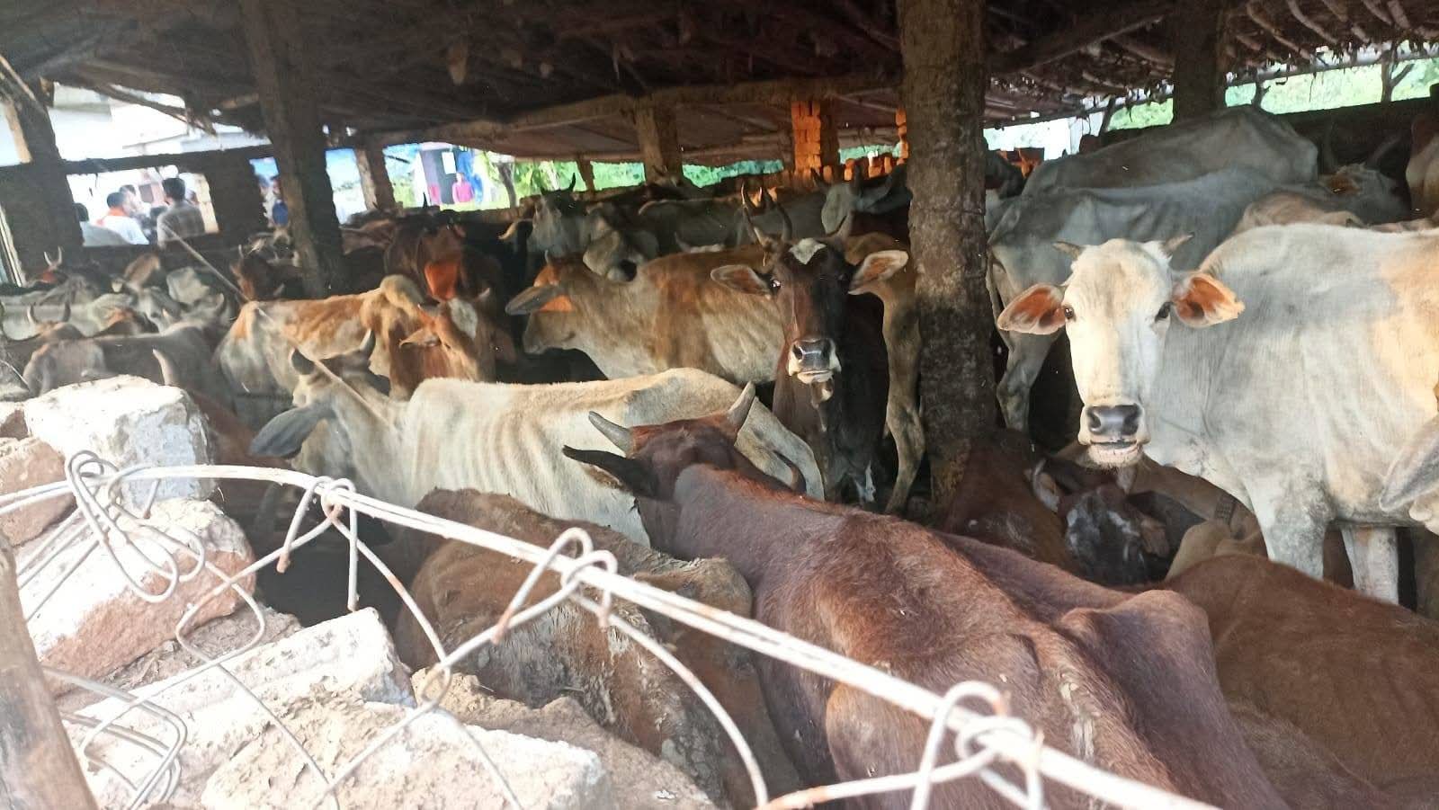 cattle died no arrangements