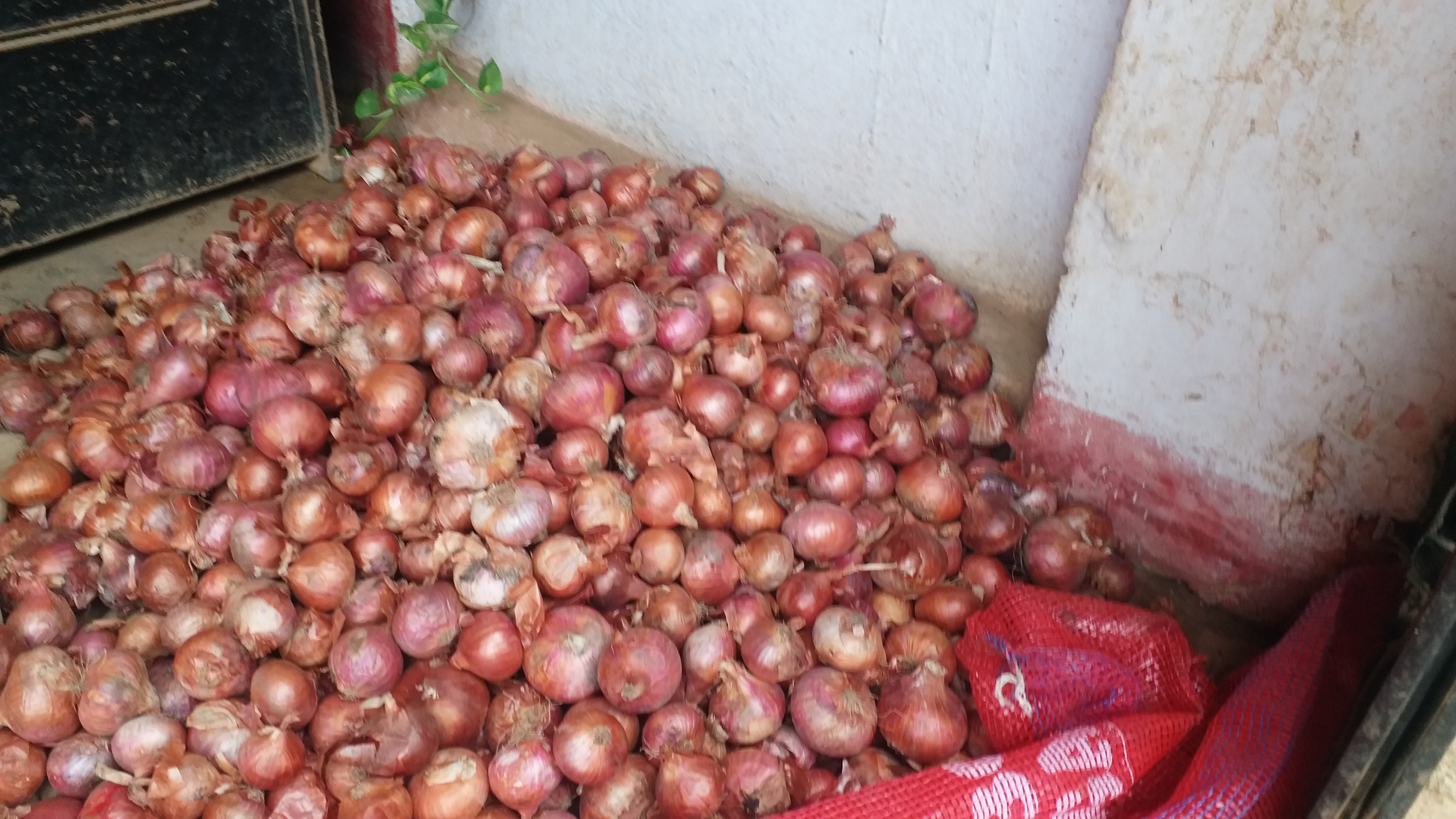 onion prices