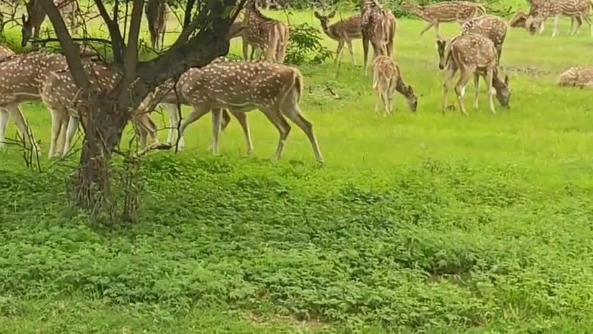 સિંહ ઉપરાંત હરણ, નીલગાય, વરુ અને વિવિધ જાતિના પક્ષીઓ પણ સફારી પાર્કના મુખ્ય આકર્ષણ રહ્યા છે.
