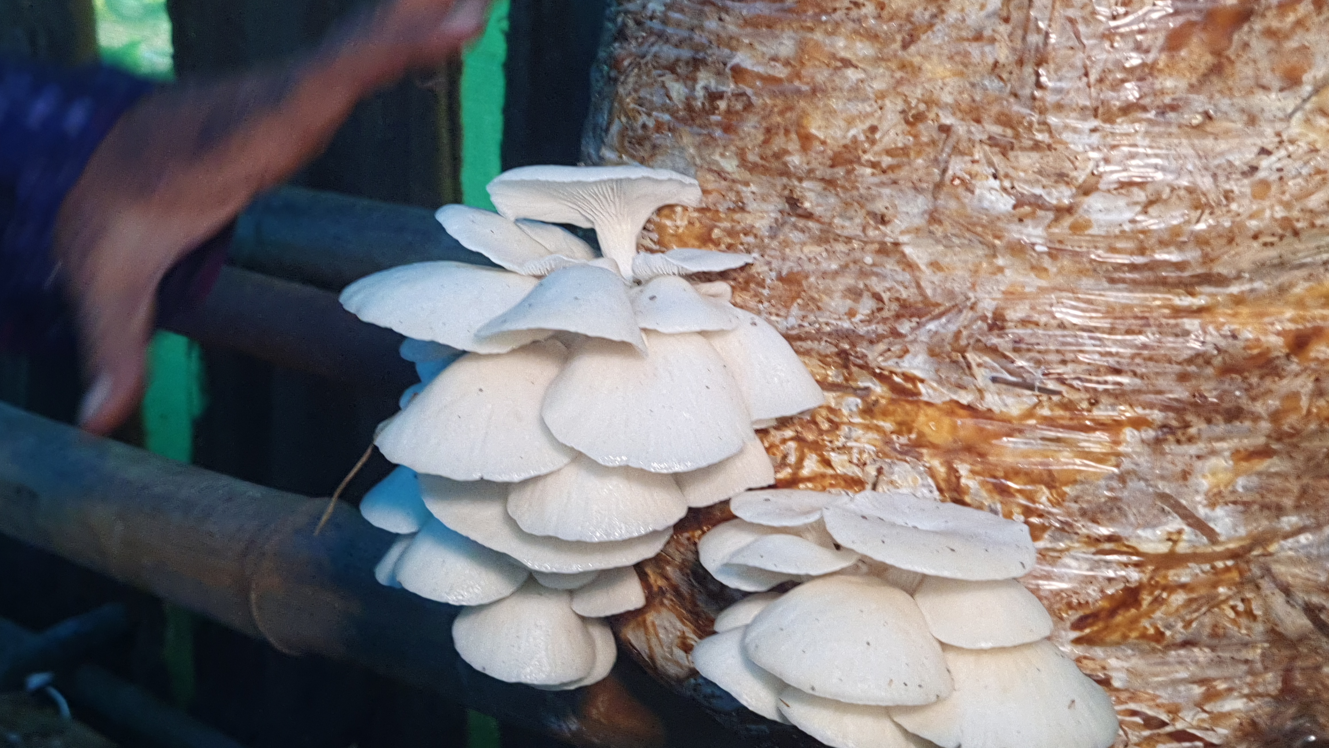 Sambalpur Professor Grows Mushrooms On Discarded Banana Stems, Trains Over 500 People