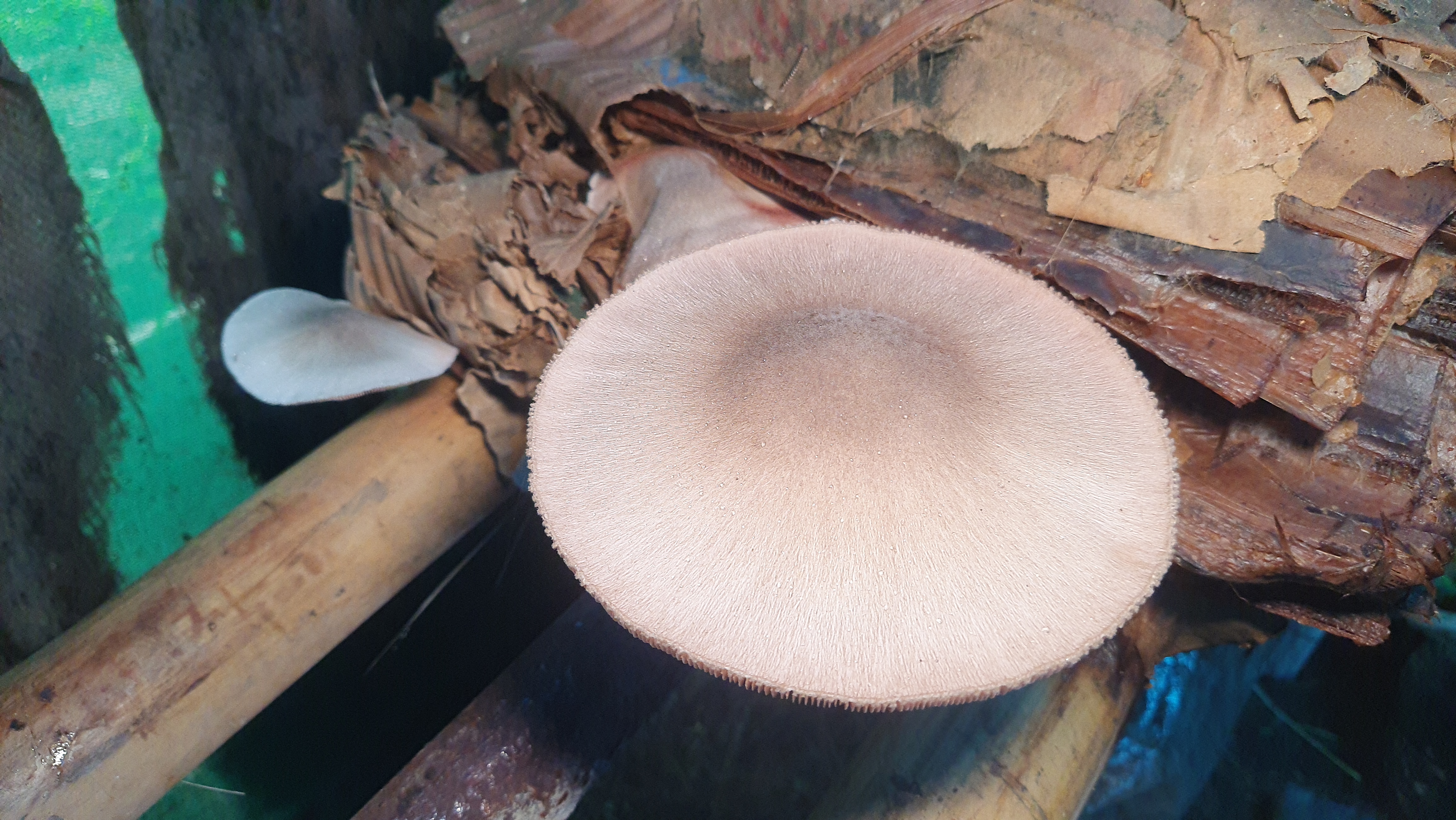 Sambalpur Professor Grows Mushrooms On Discarded Banana Stems, Trains Over 500 People