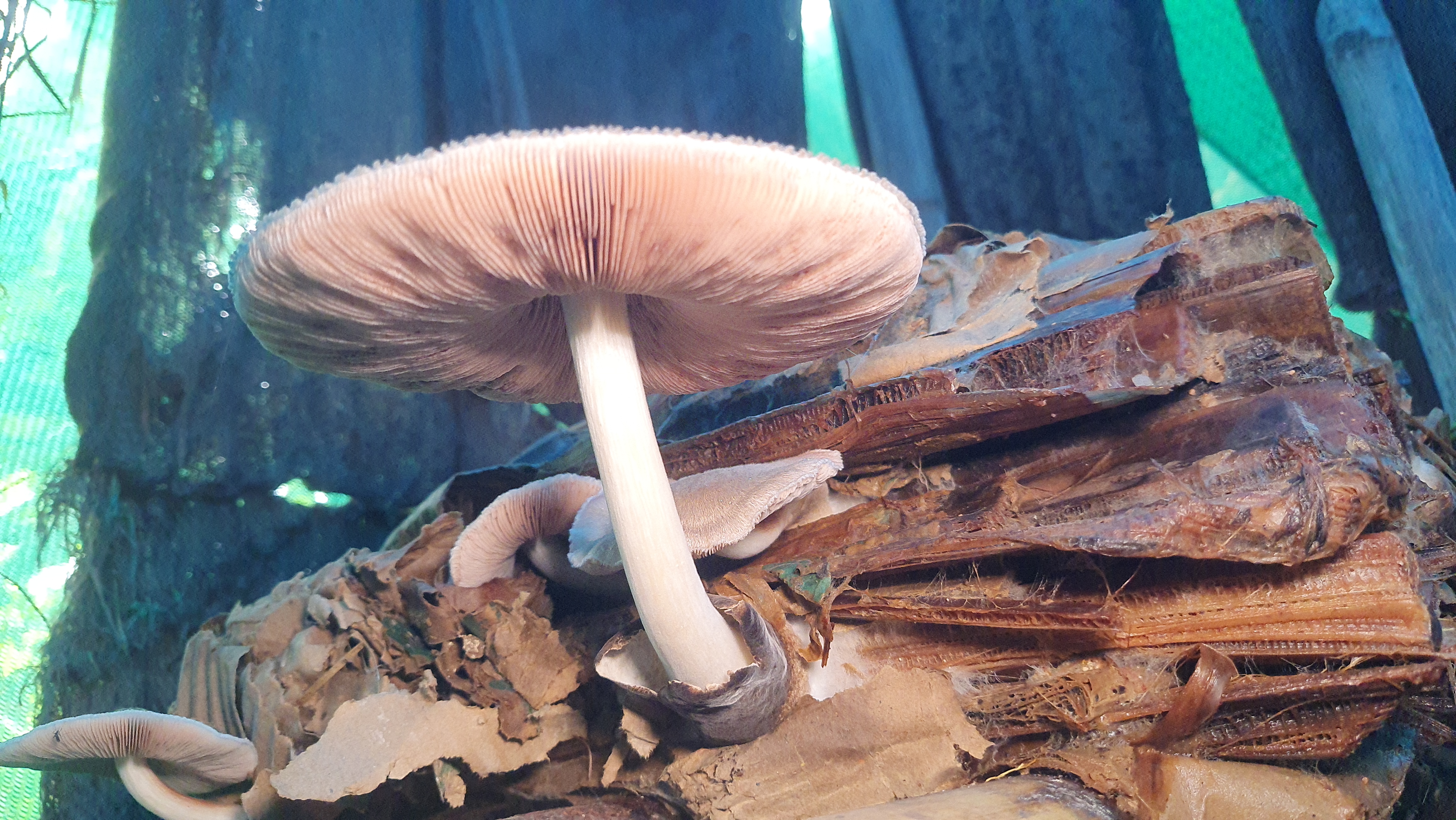 Sambalpur Professor Grows Mushrooms On Discarded Banana Stems, Trains Over 500 People