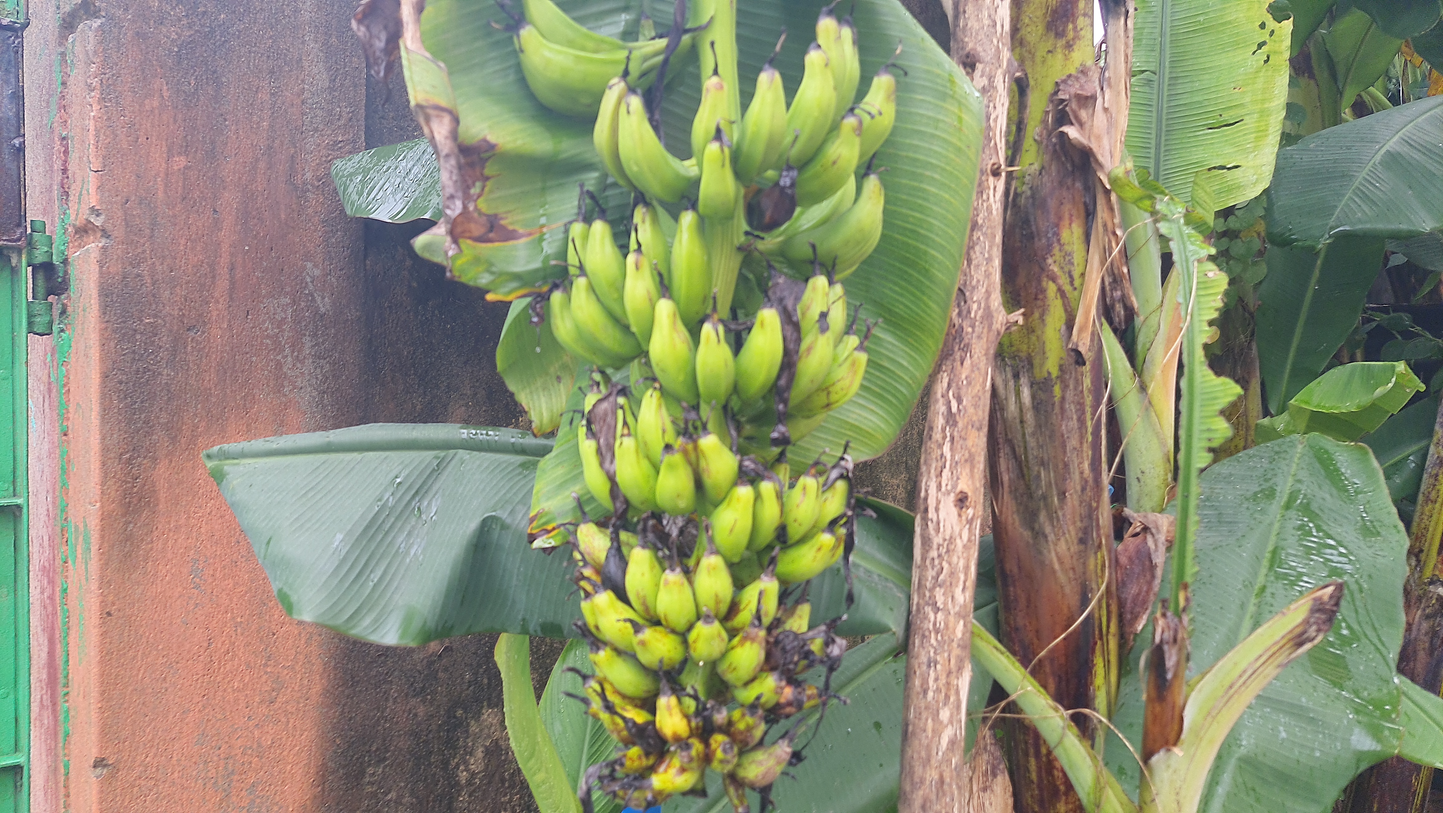 Sambalpur Professor Sushanta Kumar Das Grows Mushrooms On Discarded Banana Stems