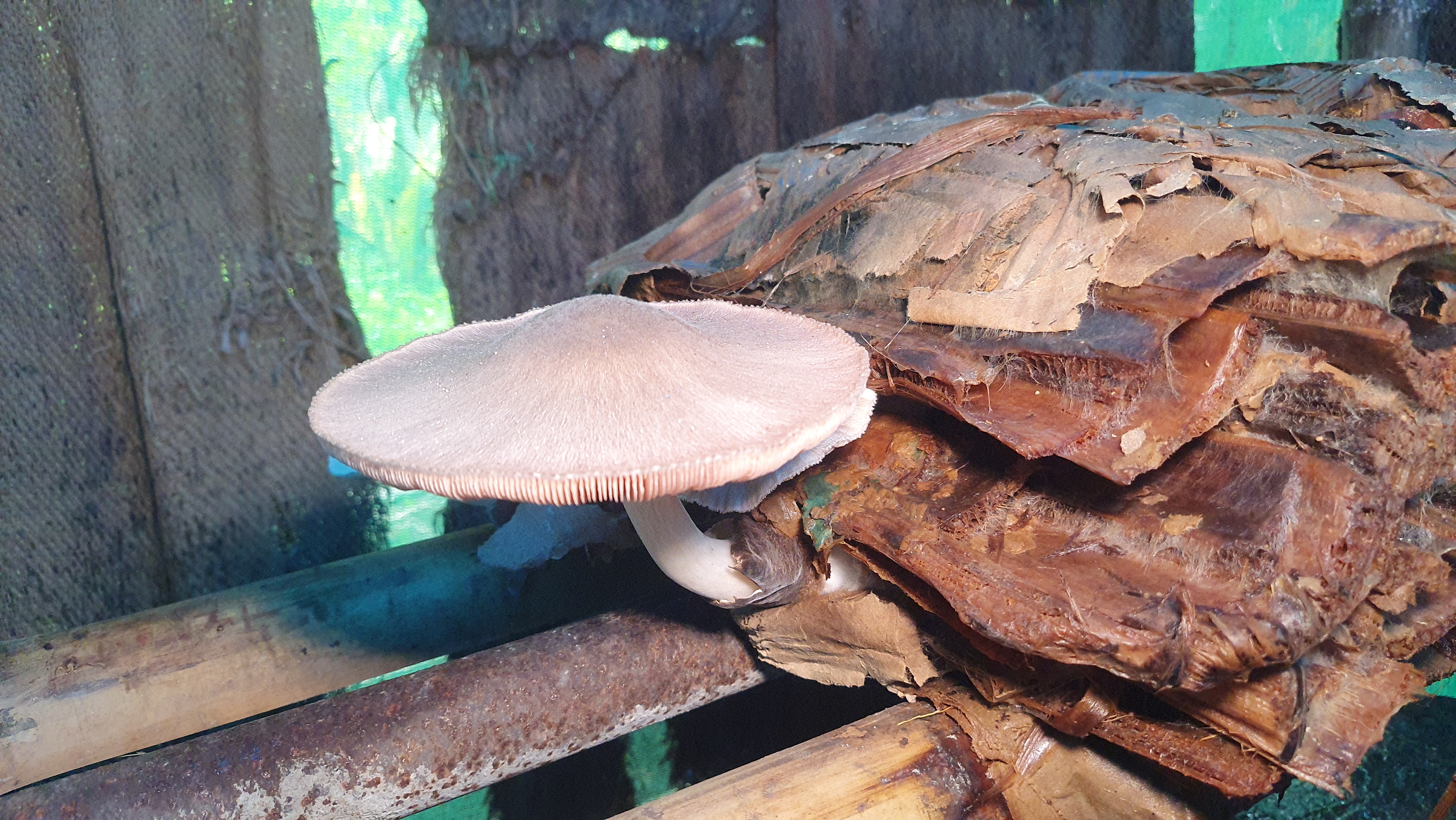 Sambalpur Professor Grows Mushrooms On Discarded Banana Stems, Trains Over 500 People