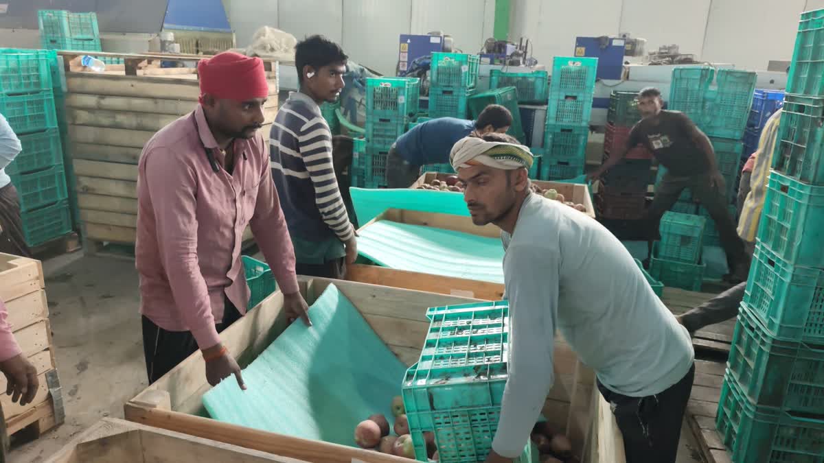 وادی بھر کے کولڈ اسٹوریجز میں سینکڑوں میٹرک ٹن سیب محفوظ